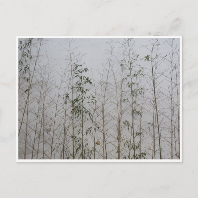 bamboo postcard (Front)