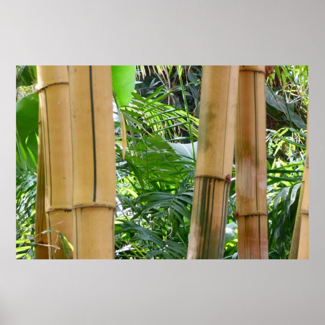 Bamboo Poster (Front)