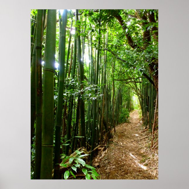 Bamboo Trail Poster (Front)