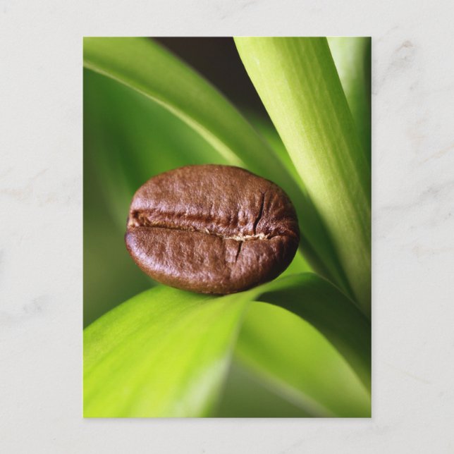 Bambus Kaffeebohne Postcard (Front)