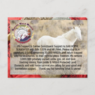 Ban Horse Slaughter and Save Wild Horses/ Burros Postcard