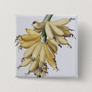 Banana, 1816 2 inch square button