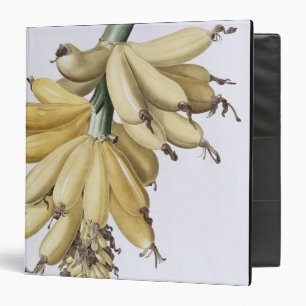 Banana, 1816 binder