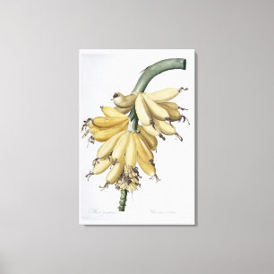 Banana, 1816 canvas print