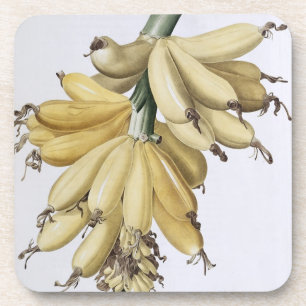 Banana, 1816 coaster
