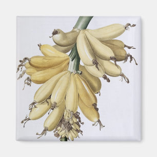 Banana, 1816 magnet