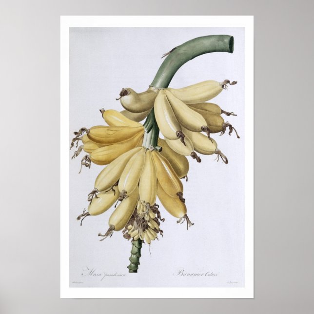 Banana, 1816 poster (Front)