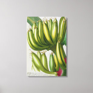 Banana, engraved by Johann Jakob Haid (1704-67) pl Canvas Print