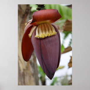Banana Flower Poster