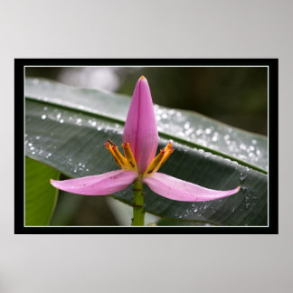 Banana Flower Poster