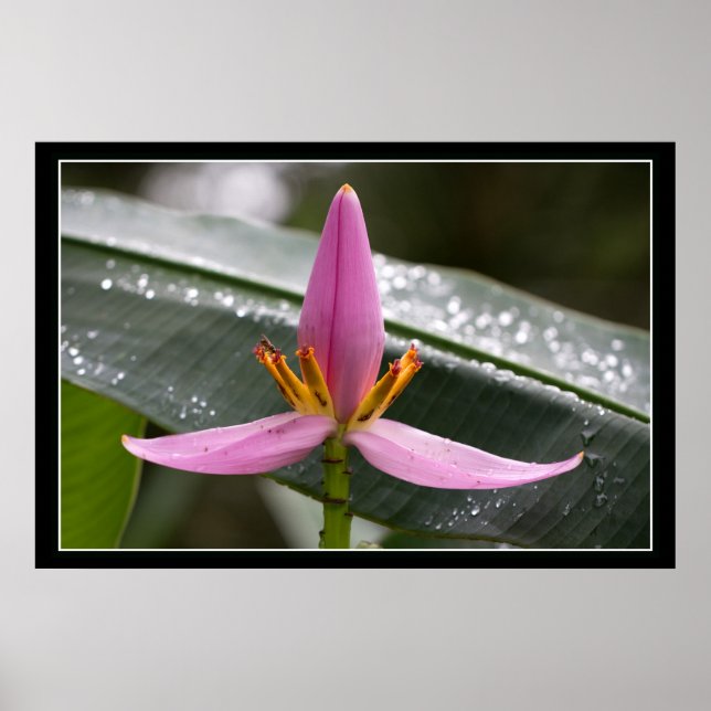 Banana Flower Poster (Front)