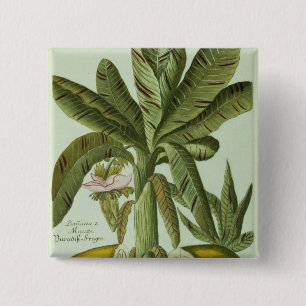 Banana, from J. Weinmann's Phytanthoza Iconographi 2 Inch Square Button
