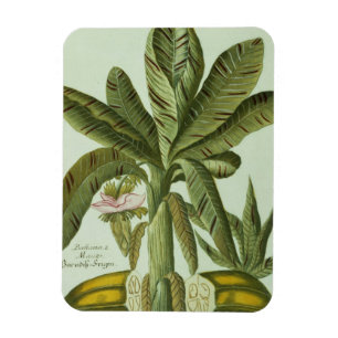Banana, from J. Weinmann's Phytanthoza Iconographi Magnet