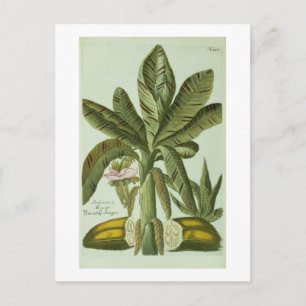 Banana, from J. Weinmann's Phytanthoza Iconographi Postcard