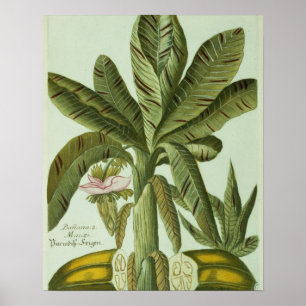 Banana, from J. Weinmann's Phytanthoza Iconographi Poster