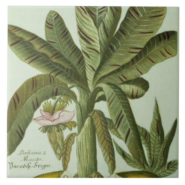 Banana, from J. Weinmann's Phytanthoza Iconographi Tile (Front)