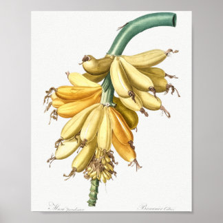 Banana from Les liliacees (1805) by Pierre-Joseph Poster
