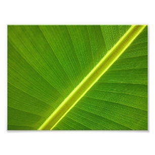 Banana Leaf Macro Photo Print