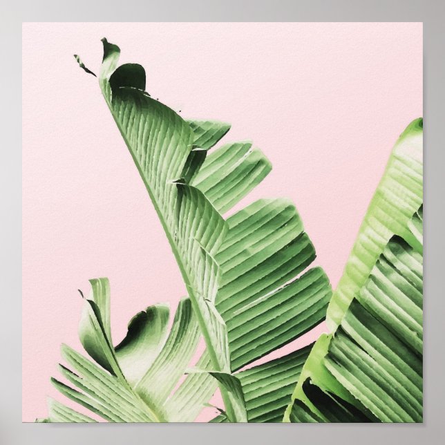 Banana leaf on pink poster (Front)