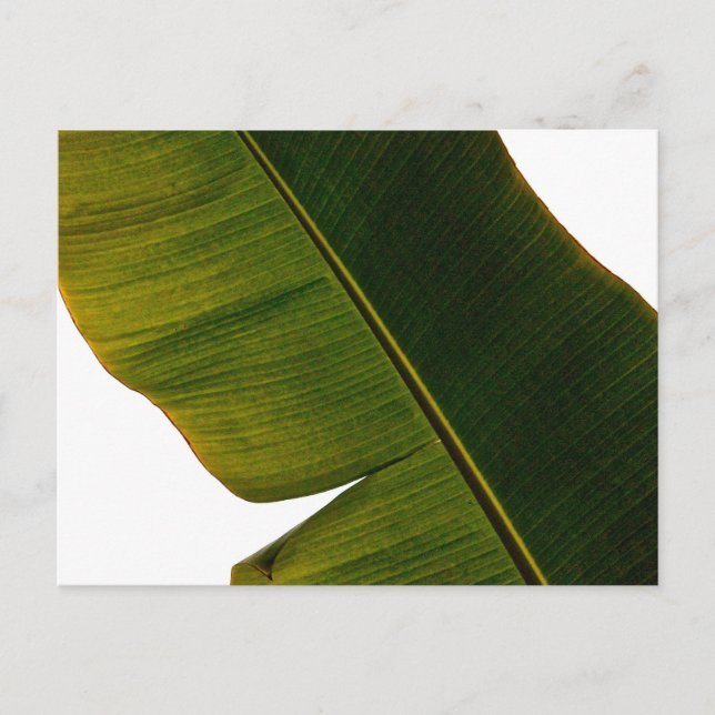 Banana Leaf Postcard (Front)