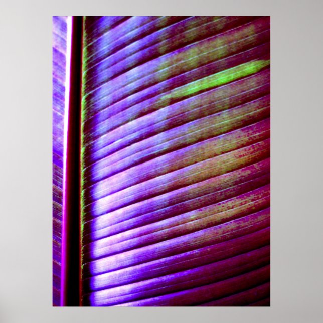 (Banana Leaf) Poster Print (Front)