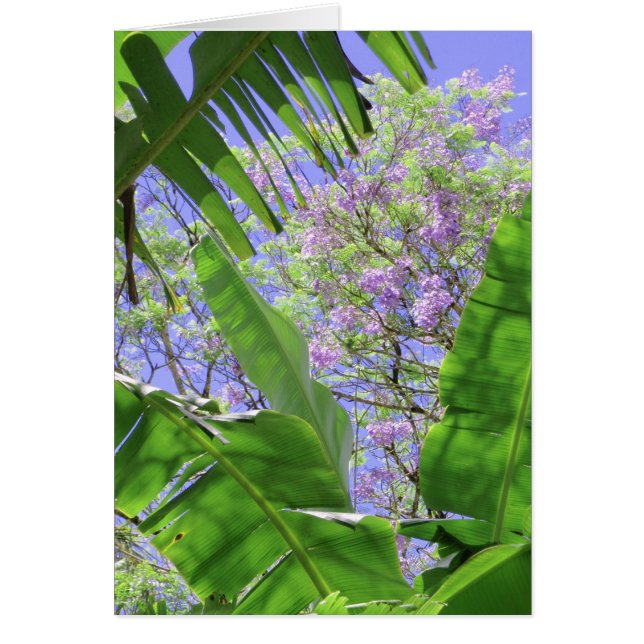 Banana Leaves and Jacaranda (Front)