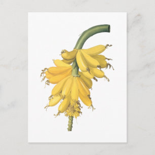 banana(Musa paradisiaca) by Redouté Postcard