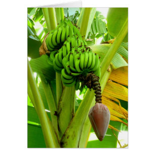 Banana Plant