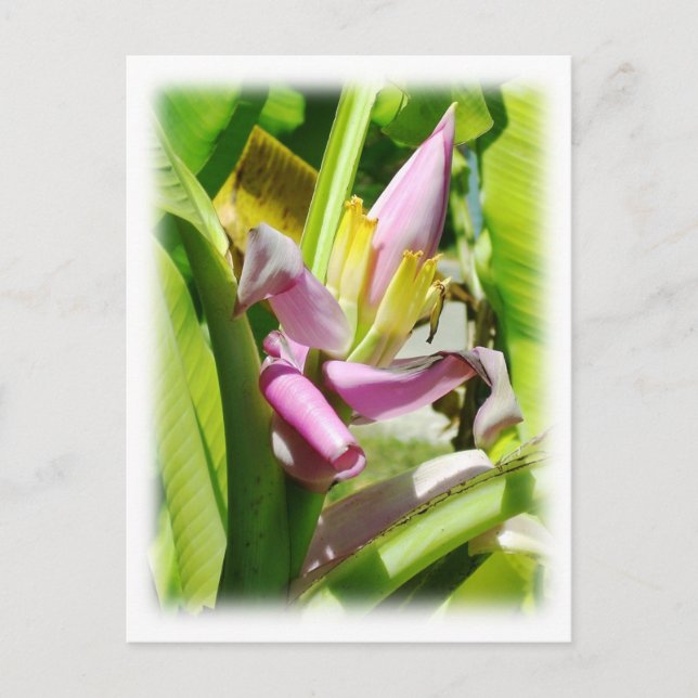 Banana plant postcard (Front)