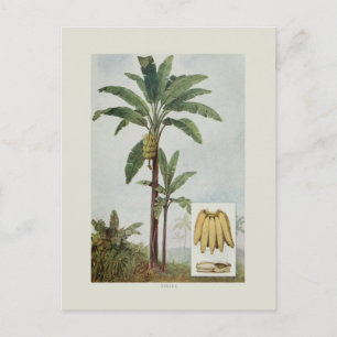 Banana Postcard