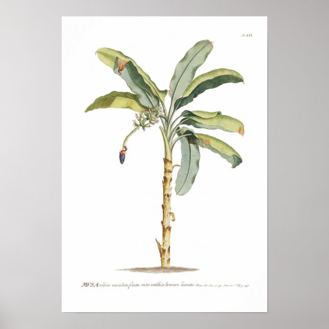 Banana Poster (Front)