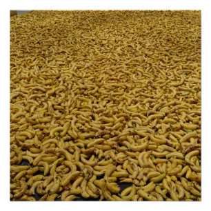 Banana Republic 20" x 20", Poster Paper, Semi-Glos