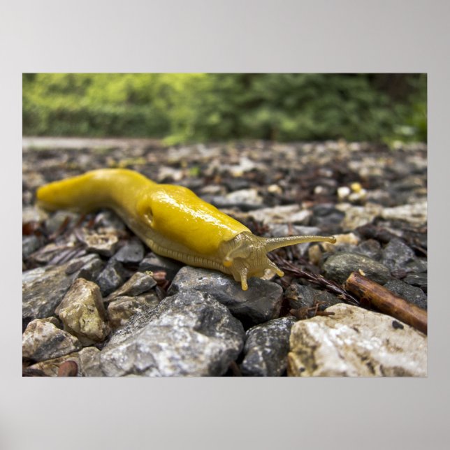 Banana Slug Art Poster (Devant)