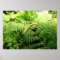 Banana Slug on Ferns I