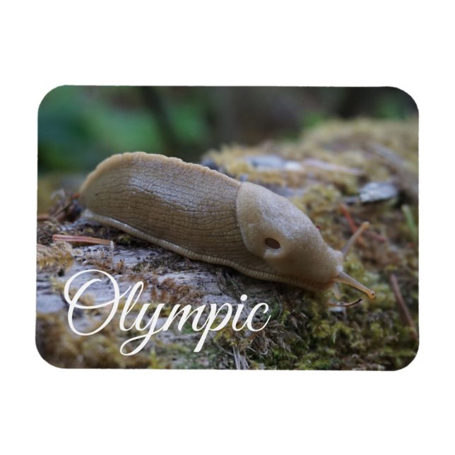 Banana Slug on Mossy Log Olympic National Park Magnet (Horizontal)