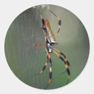 Banana Spider Classic Round Sticker