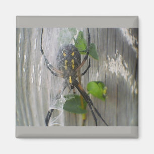 Banana Spider Magnet
