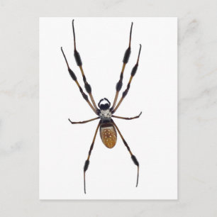 Banana spider postcard
