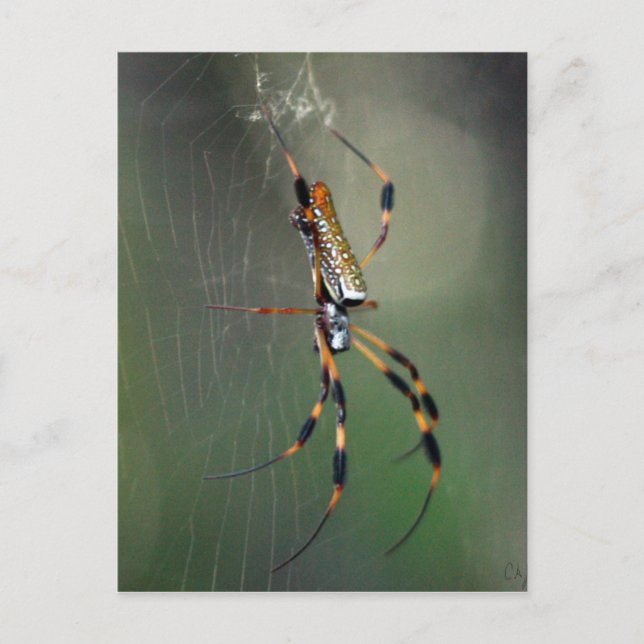 Banana Spider Postcard (Front)