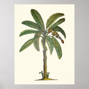 Banana Tree Botanical Poster