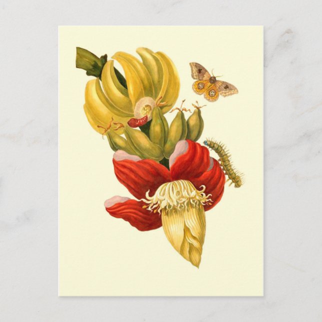 Banana Tree Flowers Vintage Botanical Print Postcard (Front)