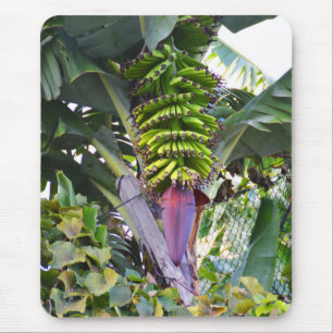 Banana tree in Madeira Mouse Pad