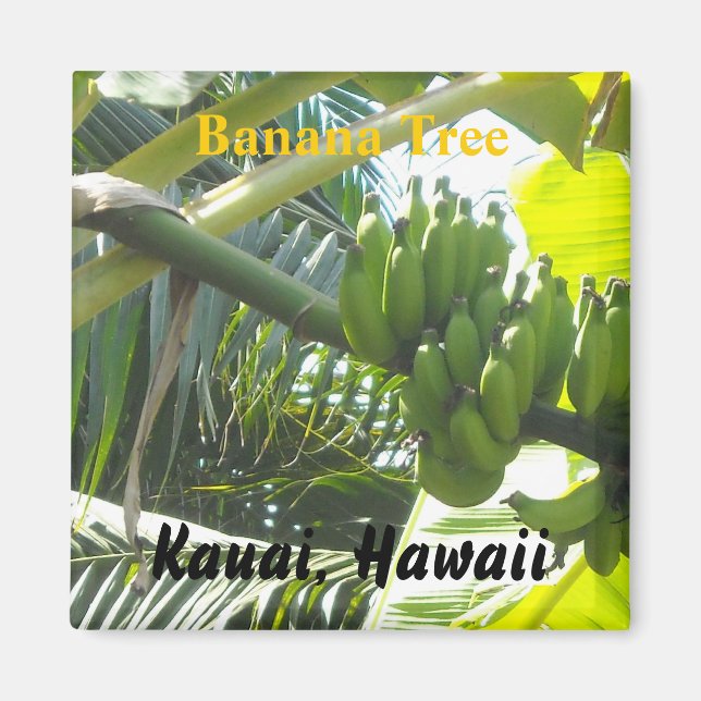 Banana Tree, Kauai, Hawaii Magnet (Front)