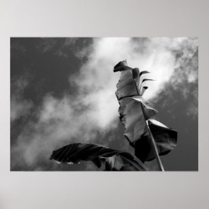 Banana Tree Leaves Black & White Art Photograph Poster