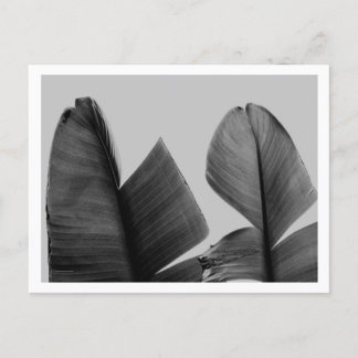 Banana Tree Leaves in Black and White Postcard