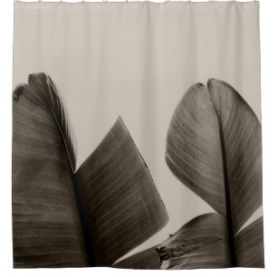 Banana Tree Leaves in Sepia