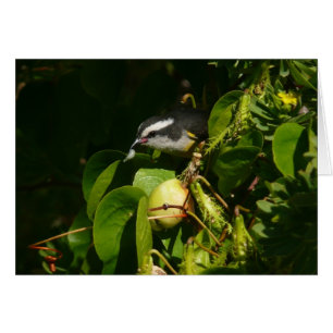 Bananaquit Bird Eating Tropical Photography