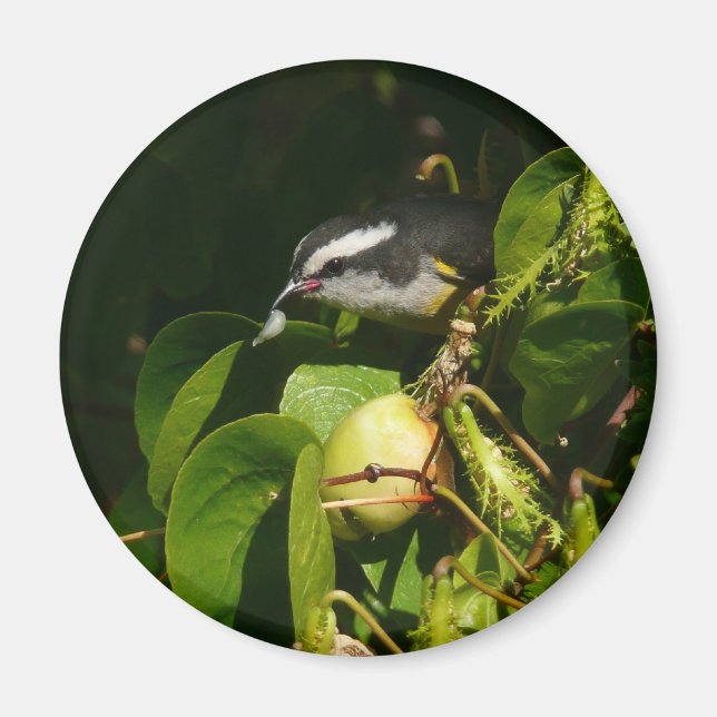 Bananaquit Bird Eating Tropical Photography Magnet (Front)