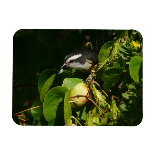 Bananaquit Bird Eating Tropical Photography Magnet (Horizontal)