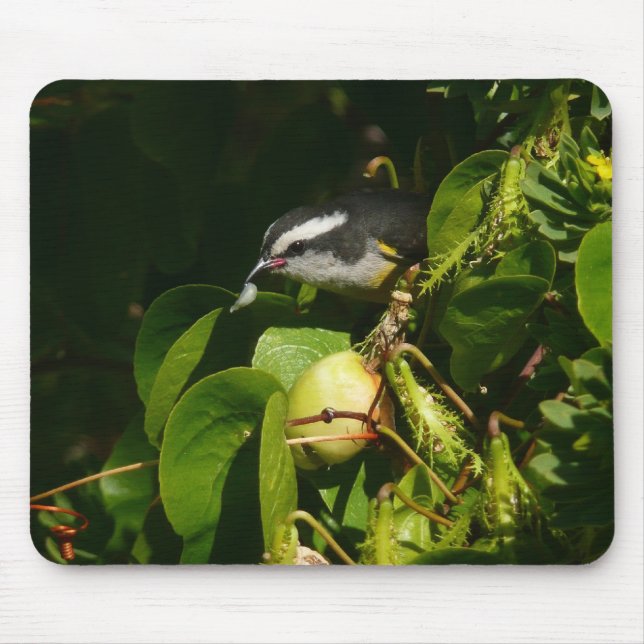 Bananaquit Bird Eating Tropical Photography Mouse Pad (Front)